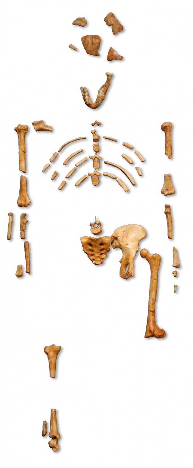 Reconstruction_of_the_fossil_skeleton_of_%22Lucy%22_the_Australopithecus_afarensis