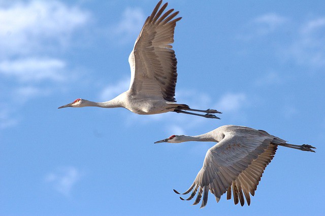 sandhill-cranes-2645334_640