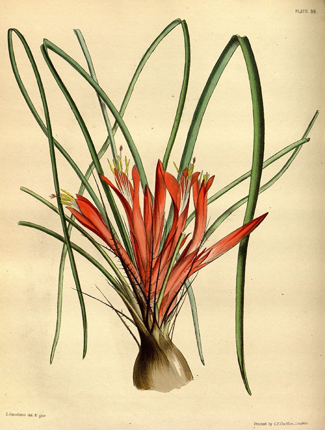 Pitcairnia_heterophylla_Paxton_Web