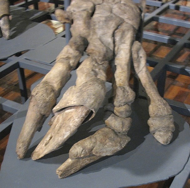 608px-Megatherium_americanum,_left_forepaw_-_MNCN_Madrid