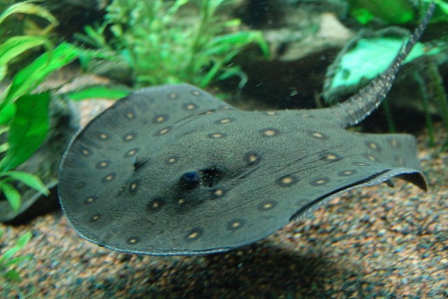 1024px-Ocellate_river_stingray,_Boston_Aquarium