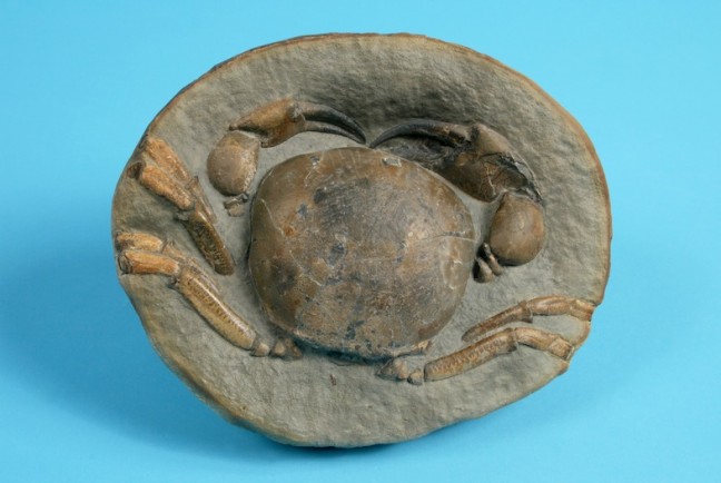 The_Childrens_Museum_of_Indianapolis_-_Miocene_crab