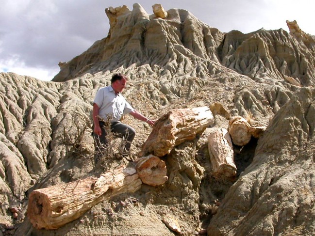 Petrified-wood-3.jpg