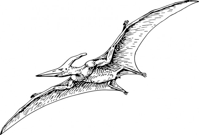 Pterodactyl2_web
